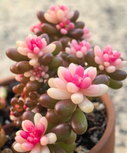 家里阳光不足怎么养花，选对植物种类，掌握养护技巧