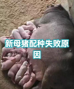 家里阳光不足怎么养花，选对植物种类，掌握养护技巧