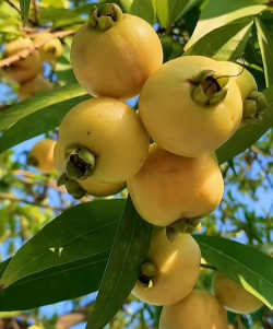 家里阳光不足怎么养花，选对植物种类，掌握养护技巧