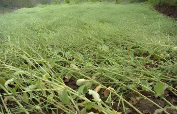 油菜倒伏怎么办