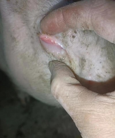 家里阳光不足怎么养花，选对植物种类，掌握养护技巧