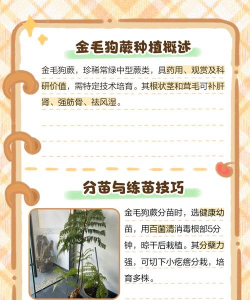 家里阳光不足怎么养花，选对植物种类，掌握养护技巧