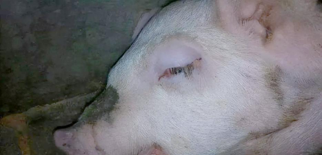 家里阳光不足怎么养花，选对植物种类，掌握养护技巧