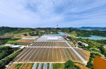 小众送妈妈的花有哪些花