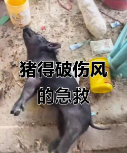 家里阳光不足怎么养花，选对植物种类，掌握养护技巧