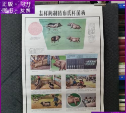 家里阳光不足怎么养花，选对植物种类，掌握养护技巧