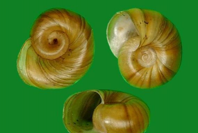 家里阳光不足怎么养花，选对植物种类，掌握养护技巧