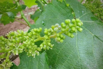 小众送妈妈的花有哪些花