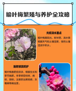 家里阳光不足怎么养花，选对植物种类，掌握养护技巧