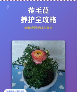 花毛莨的养护 花毛莨的养护