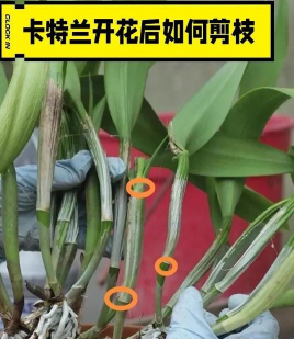 家里阳光不足怎么养花，选对植物种类，掌握养护技巧