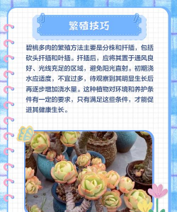 家里阳光不足怎么养花，选对植物种类，掌握养护技巧