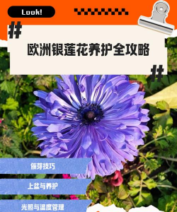 家里阳光不足怎么养花，选对植物种类，掌握养护技巧