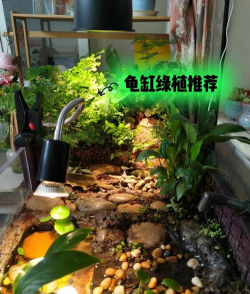 家里阳光不足怎么养花，选对植物种类，掌握养护技巧