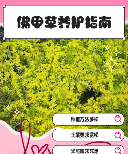 家里阳光不足怎么养花，选对植物种类，掌握养护技巧