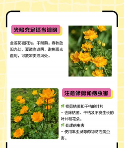 家里阳光不足怎么养花，选对植物种类，掌握养护技巧