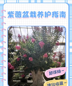 家里阳光不足怎么养花，选对植物种类，掌握养护技巧