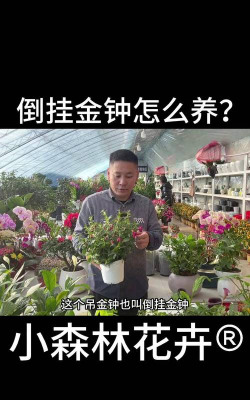 家里阳光不足怎么养花，选对植物种类，掌握养护技巧
