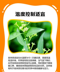 家里阳光不足怎么养花，选对植物种类，掌握养护技巧