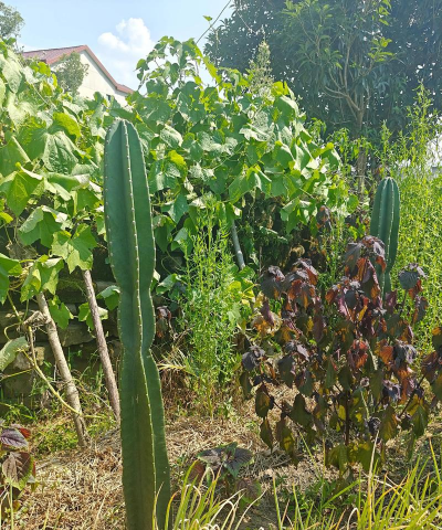 家里阳光不足怎么养花，选对植物种类，掌握养护技巧