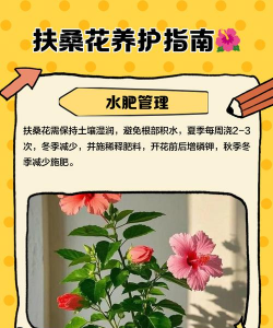 家里阳光不足怎么养花，选对植物种类，掌握养护技巧