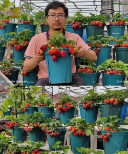 家里阳光不足怎么养花，选对植物种类，掌握养护技巧