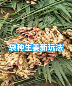 家里阳光不足怎么养花，选对植物种类，掌握养护技巧
