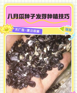 家里阳光不足怎么养花，选对植物种类，掌握养护技巧
