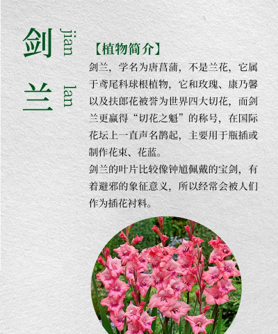 家里阳光不足怎么养花，选对植物种类，掌握养护技巧