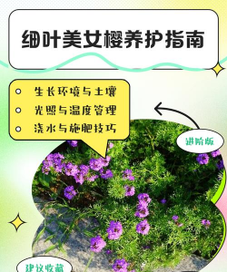家里阳光不足怎么养花，选对植物种类，掌握养护技巧