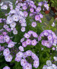 家里阳光不足怎么养花，选对植物种类，掌握养护技巧