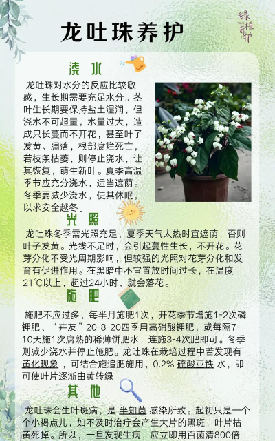 家里阳光不足怎么养花，选对植物种类，掌握养护技巧