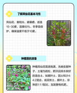 家里阳光不足怎么养花，选对植物种类，掌握养护技巧