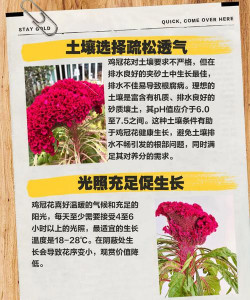 家里阳光不足怎么养花，选对植物种类，掌握养护技巧