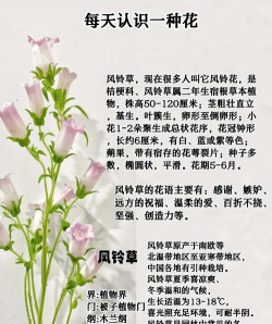 家里阳光不足怎么养花，选对植物种类，掌握养护技巧