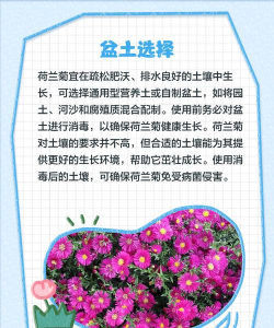 家里阳光不足怎么养花，选对植物种类，掌握养护技巧