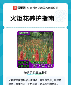 家里阳光不足怎么养花，选对植物种类，掌握养护技巧