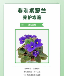 家里阳光不足怎么养花，选对植物种类，掌握养护技巧