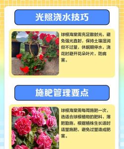 家里阳光不足怎么养花，选对植物种类，掌握养护技巧