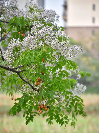 家里阳光不足怎么养花，选对植物种类，掌握养护技巧