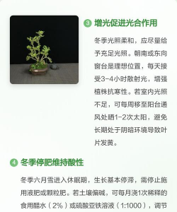家里阳光不足怎么养花，选对植物种类，掌握养护技巧