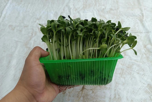 家里阳光不足怎么养花，选对植物种类，掌握养护技巧