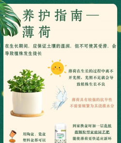 家里阳光不足怎么养花，选对植物种类，掌握养护技巧