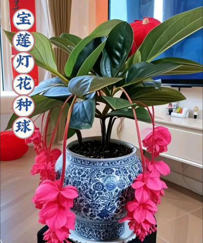 家里阳光不足怎么养花，选对植物种类，掌握养护技巧