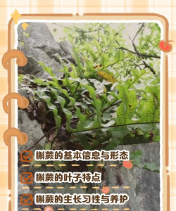 家里阳光不足怎么养花，选对植物种类，掌握养护技巧