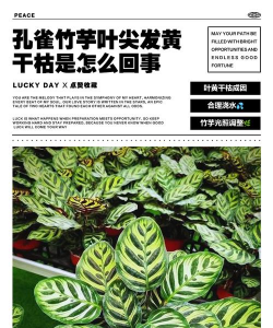家里阳光不足怎么养花，选对植物种类，掌握养护技巧