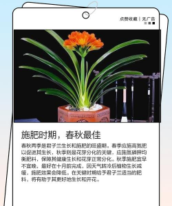 家里阳光不足怎么养花，选对植物种类，掌握养护技巧
