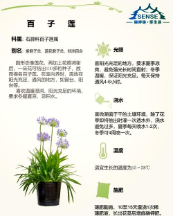 家里阳光不足怎么养花，选对植物种类，掌握养护技巧