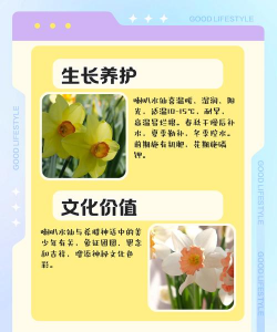 家里阳光不足怎么养花，选对植物种类，掌握养护技巧