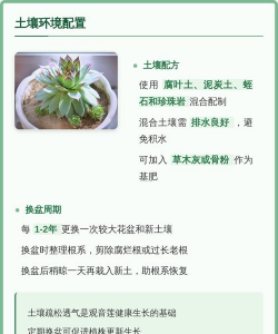 家里阳光不足怎么养花，选对植物种类，掌握养护技巧